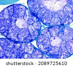 Small photo of Mucous salivary gland. Mucous tubuloacini with a central clear portion filled with mucous granules and peripheral nuclei. 0.5 micrometre thick section of plastic embedded material. Toluidine blue.