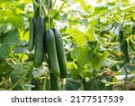 Organic cucumbers cultivation....