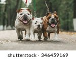Three English Bulldog On A Leash