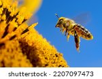A bee flies over a sunflower, pollinates and collects honey