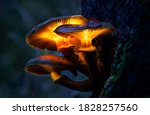 Glowing Mushrooms In A Dark...