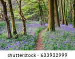 Beautiful Bluebell Woods In The ...