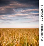 Small photo of Auf diesem Bild ist eine Gerstenfeld unter einem bewA?A?A?A¶lkten Himmel zusehen. In this image is to get to see a barley field under an cloudy sky.