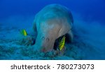 Small photo of Dugong feeding on seagrass in Marsa Amam