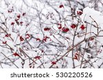 Red Berries On The Bush In Snow....