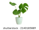 Monstera trees have a newborn and three adult leaves. planted in a white pot work Die-Cut PNG with path line