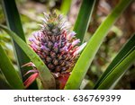 Red Pineapple Farm   Ananas...