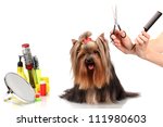 Grooming the yorkshire terrier isolated on white