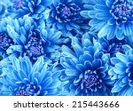 Beautiful Blue Flowers  Close Up