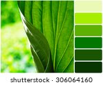 Fresh green leaf and palette of colors