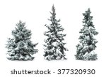 Fir trees with snow  isolated...