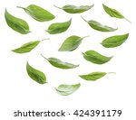 Set of fresh basil leaves isolated on white