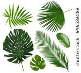 Different tropical leaves on...
