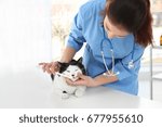 Veterinarian Brushing Cat's...