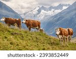 Cows grazing in pasture. Livestock. Tirol region. Austrian alps. 