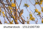 Honeyguide Bird On Tree  Africa ...