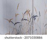 Dry Autumn Grass  Cattails ...