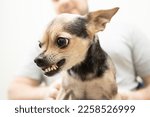 Small photo of angry small dog breeds, toy terrier grins, chihuahua is afraid and shows teeth, pet growls