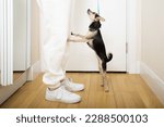 the dog asks for a walk, a small toy terrier on a dog leash stands in front of the owner on its hind legs in front of the front door