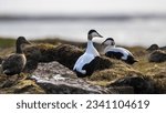Small photo of Male and female common eider ducks (Somateria mollissima) at the coast of iceland in summer