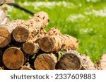 Small photo of Stacked pine logs. Forest pine and spruce trees. Log trunks pile, the logging timber wood industry. Log spruce trunks pile