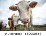 Young Bull Calves On The Farm