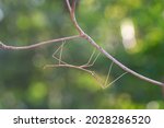 Walking Stick Insect Or...