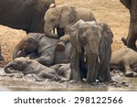 A Group Of Elephants Having Fun ...