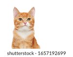 Head portrait of a ginger cat against white background