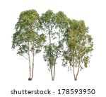 Three Eucalyptus Trees ...