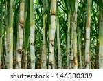 Sugar cane after plant for six month more
