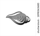 conch a marine mollusc vector... | Shutterstock .eps vector #1898363680