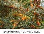 Small photo of Ripe sea buckthorn on a large bush