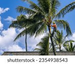 Small photo of Princeville, Kauai - 17 August 2023: Professional gardener trimming palm fronds from large palm tree tree