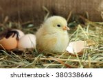 Cute Yellow Chicken And Egg...