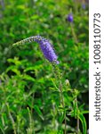 Small photo of procumbent speedwell in the botanical garden