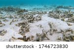 Small photo of UNDERWATER, CLOSE UP: Global warming is damaging the once lush tropical marine life in Asia. Sad view of a devastated bleached exotic coral reef in the Maldives. Dead coral reef near Himmafushi.