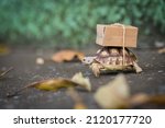Small photo of Close-up turtle with shipping box on a back,Slow delivery on turtle