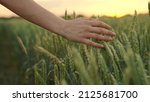 Small photo of Woman farmer walks through a wheat field at sunset, touching green ears of wheat with his hands. Hand farmer is touching ears of wheat on field in sun, inspecting her harvest. Agricultural business.