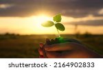 Small photo of Man holds a green plant in his hands. In palms of farmer, sprout in fertile land. Agriculture concept. Gardener on plantation presses sprouts into soil. Agriculture, Grow food. Caring for environment