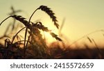 Small photo of Yellow wheat field, ears of wheat swaying in wind. Ripe wheat harvest. Growing grain. Golden ears of grain slowly sway in wind closeup. Ripening wheat field on summer evening. Agricultural industry.