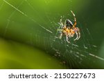 Spider On A Cobweb On A Green...