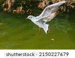 Seagull In Flight Over Water. A ...