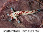 Small photo of A small starfish, Linkia multifora, is regenerating its entire body from one arm as it sits on a reef in the South Pacific. This species may exhibit autotomy and shed one or more arms.