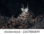 Small photo of A Mimic octopus, Thaumoctopus mimicus, crawls across the black sand seafloor of Lembeh Strait, Indonesia. This unusual cephalopod species can impersonate a variety of other marine animals.