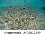 Small photo of A shallow coral reef has been bleached and destroyed by high sea surface temperatures in Raja Ampat, Indonesia. But, this tropical region still supports the greatest marine biodiversity on the planet.