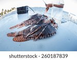 Small photo of Lionfish (Pterois volitans) are being prepared for dinner after being killed in the Caribbean Sea. Lionfish are an alien species in the Caribbean and may have deleterious effects on the ecosystem.
