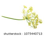 Small photo of Wild fennel flower isolated on white background.