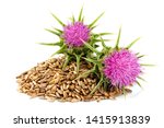 Seeds of a milk thistle with flowers (Silybum marianum, Scotch Thistle, Marian thistle ) Close-up on white background.