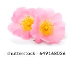 The flowers of wild rose isolated on white background.